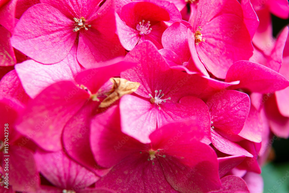 Pink hydrangea flowers blooming in the garden