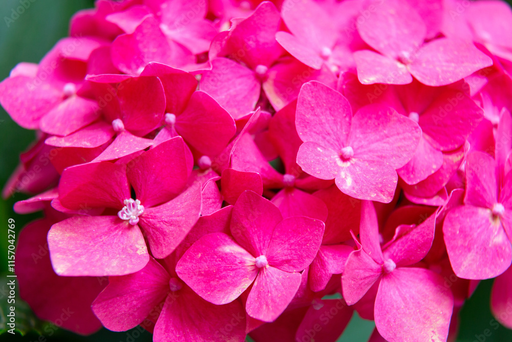 Pink hydrangea flowers blooming in the garden