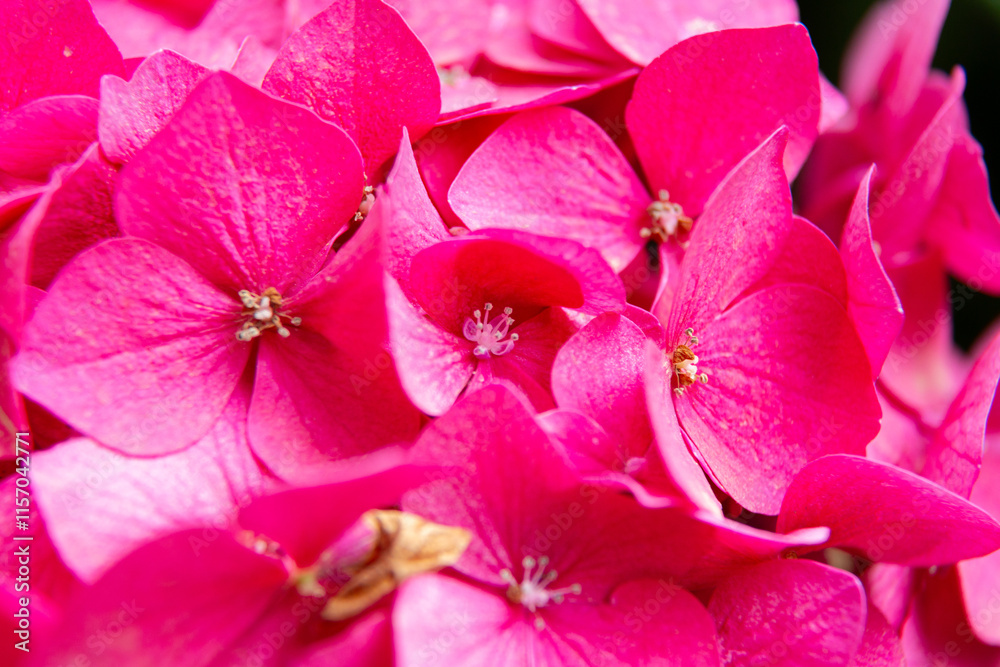 Pink hydrangea flowers blooming in the garden