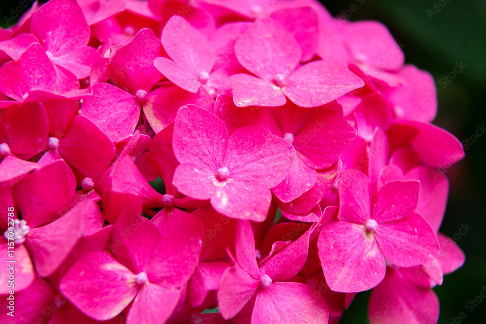 Pink hydrangea flowers blooming in the garden
