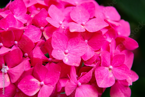 Obraz na płótnie Pink hydrangea flowers blooming in the garden w salonie