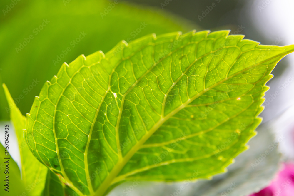 Water droplets sticking to green leaf surface