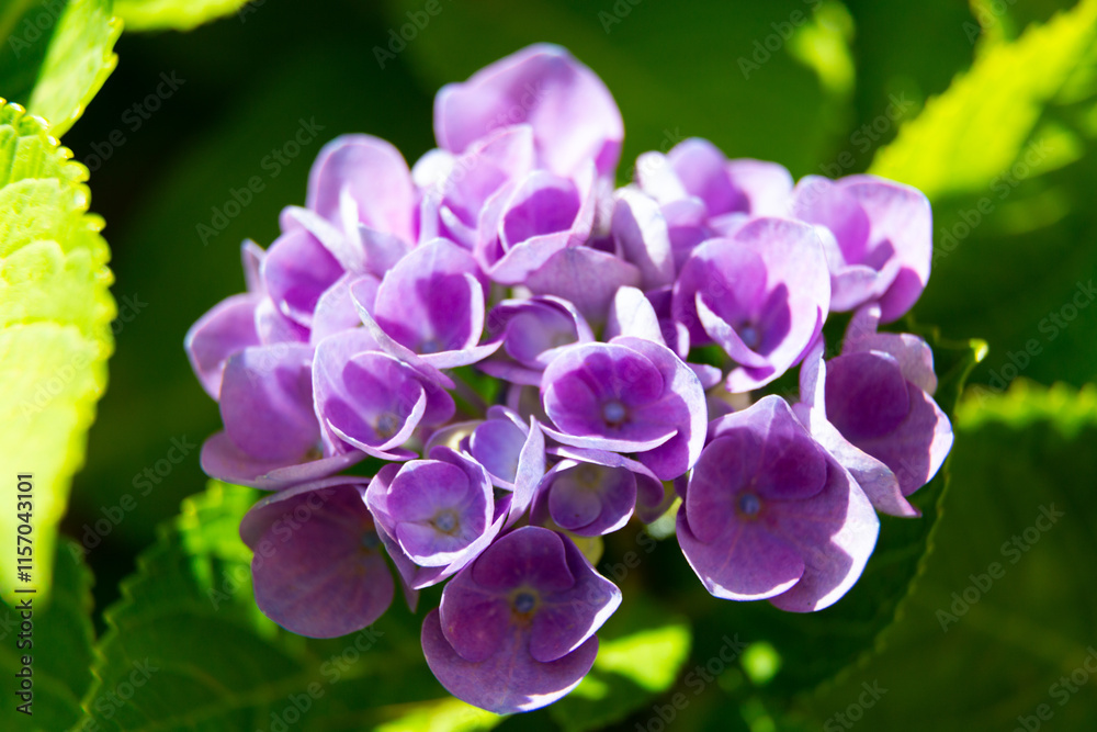 Pink hydrangea flowers blooming in the garden