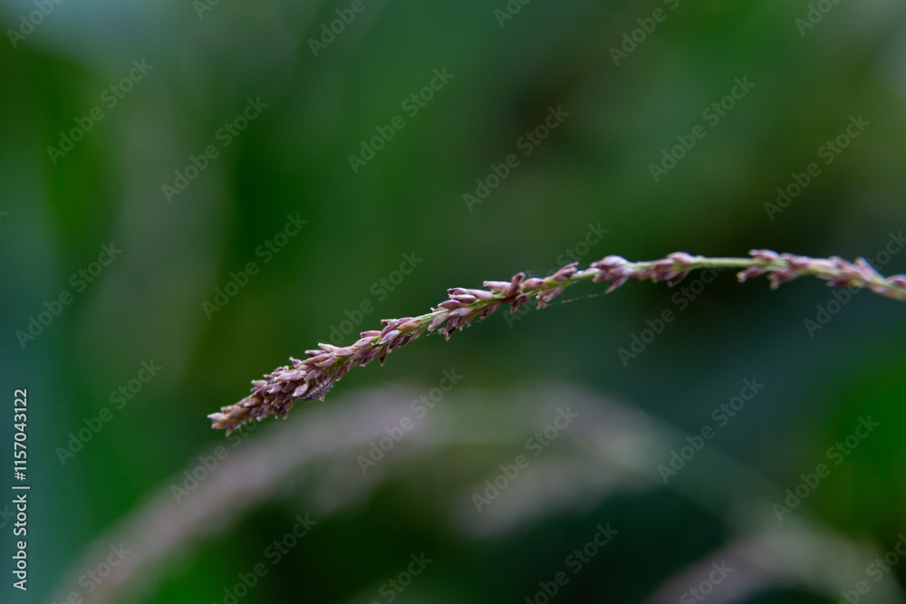 Water droplets sticking to green leaf surface
