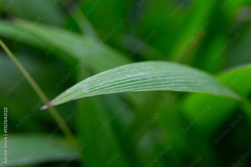 Water droplets sticking to green leaf surface