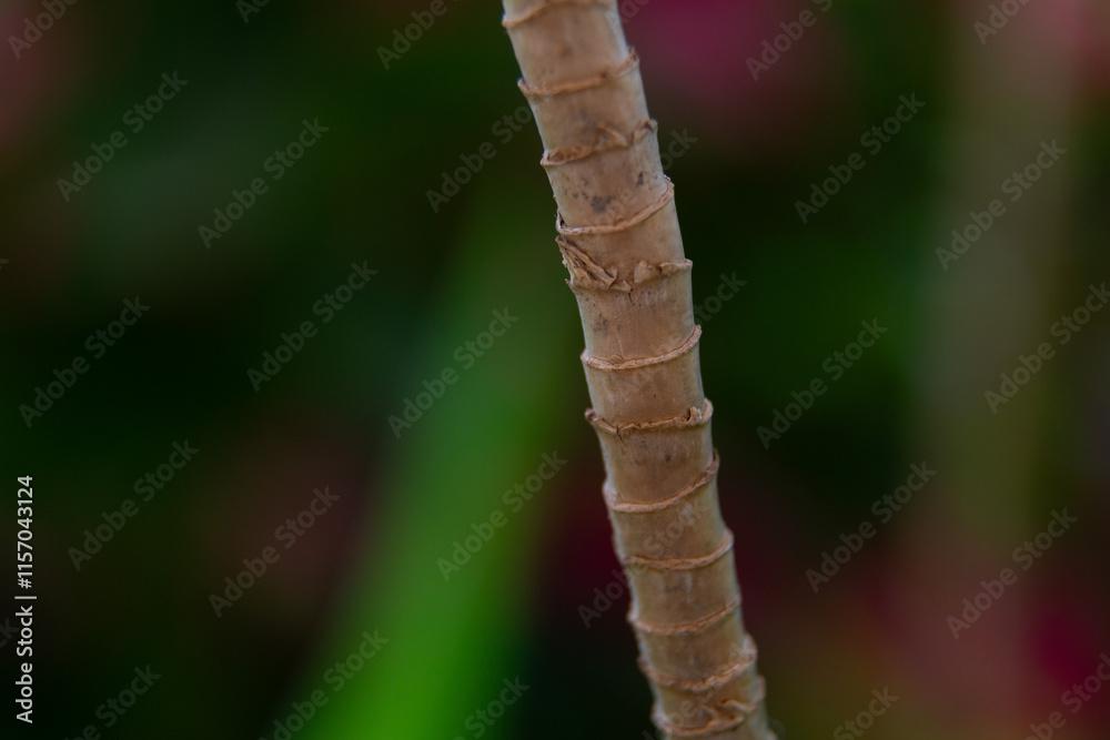 Water droplets sticking to green leaf surface