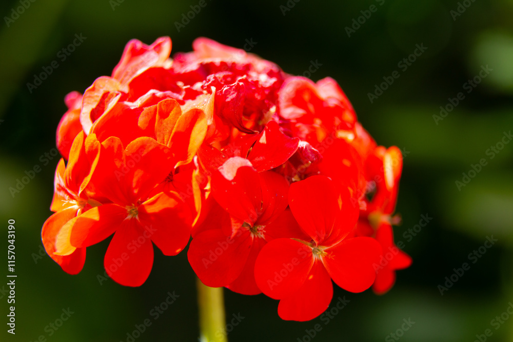 Pink hydrangea flowers blooming in the garden