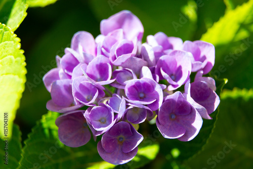 Obraz na płótnie Pink hydrangea flowers blooming in the garden w salonie