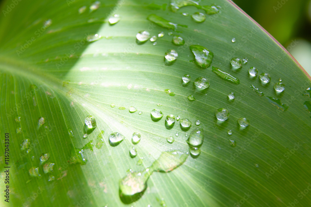 Water droplets sticking to green leaf surface