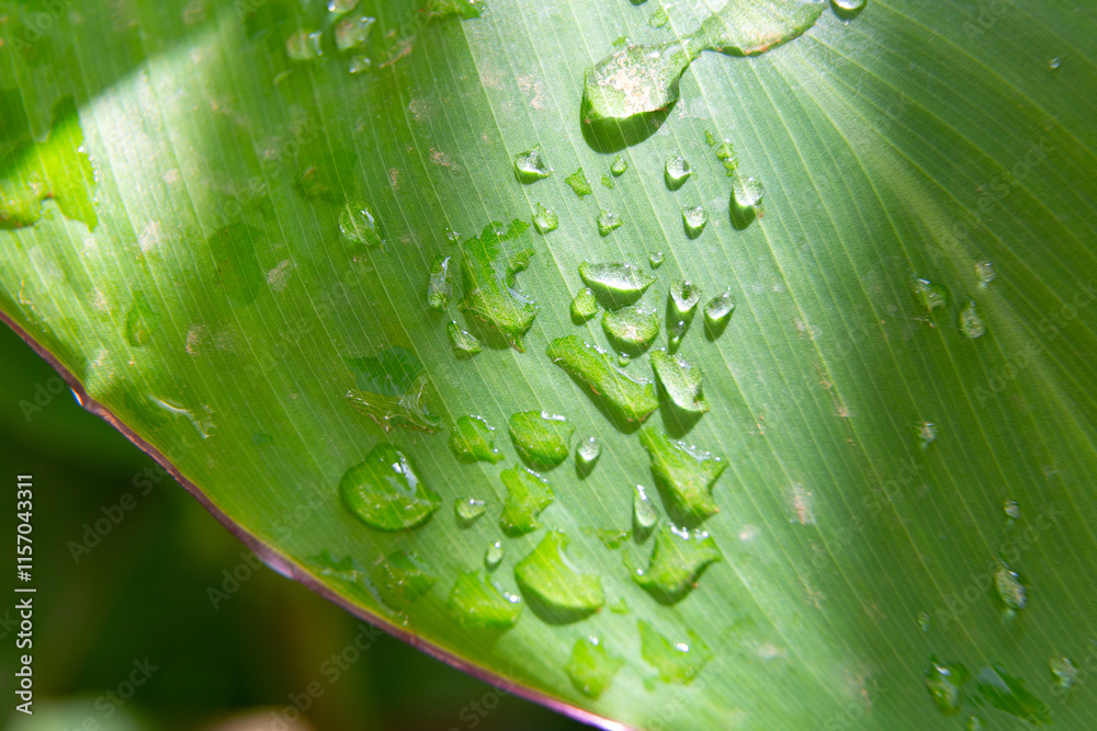 Water droplets sticking to green leaf surface