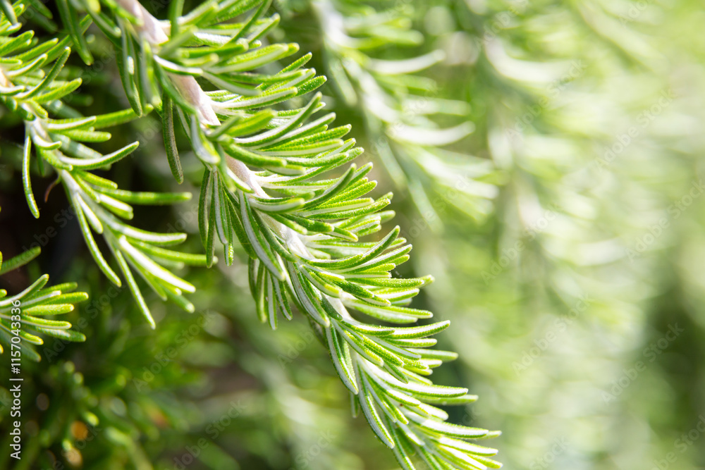 Water droplets sticking to green leaf surface