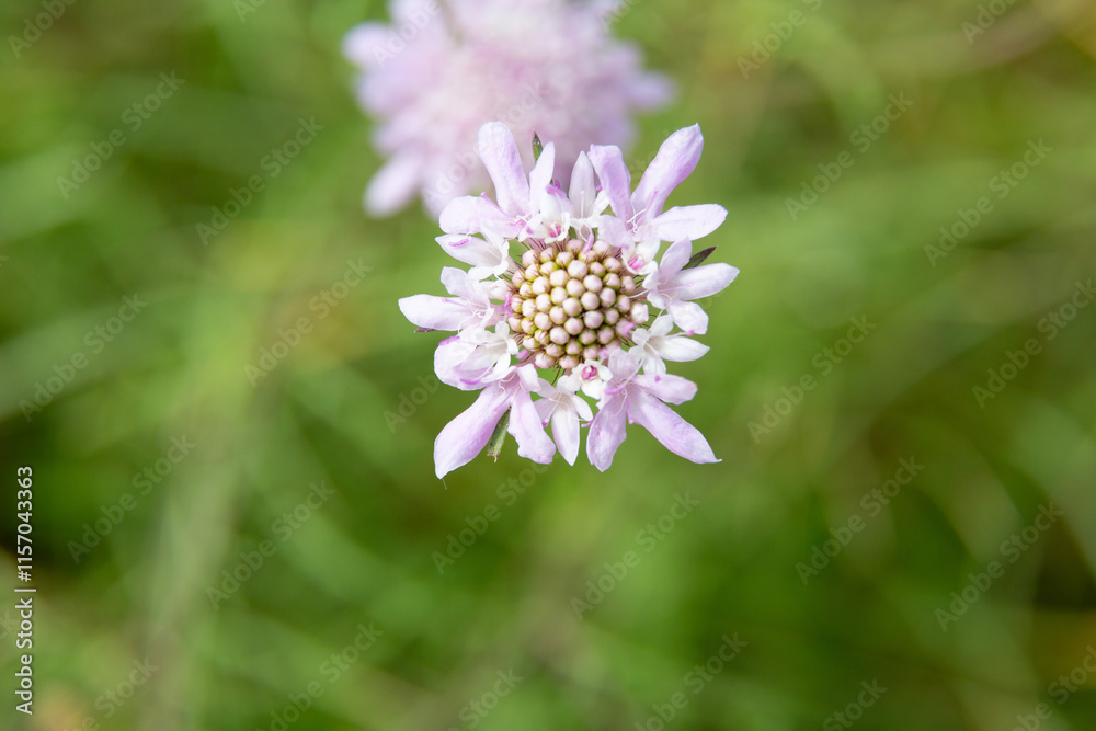 Lavender flowers blooming in a field on a sunny day