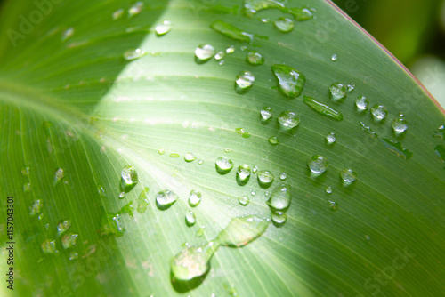Obraz na płótnie Water droplets sticking to green leaf surface w salonie