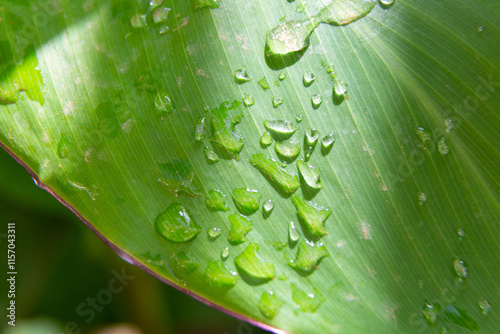 Obraz na płótnie Water droplets sticking to green leaf surface w salonie