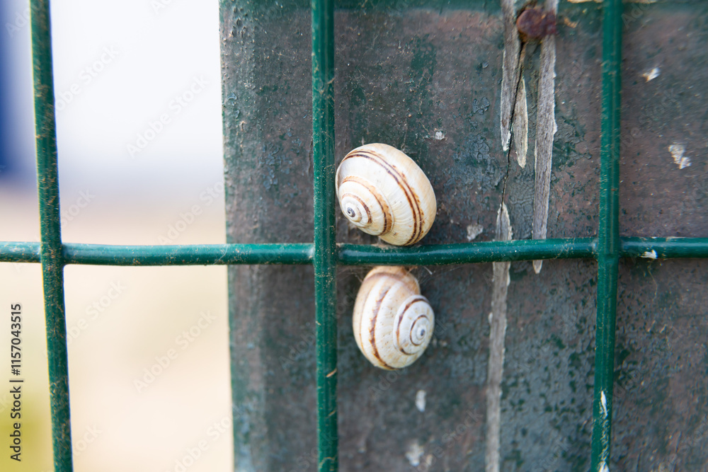 Snail clinging to a rusty metal fence post