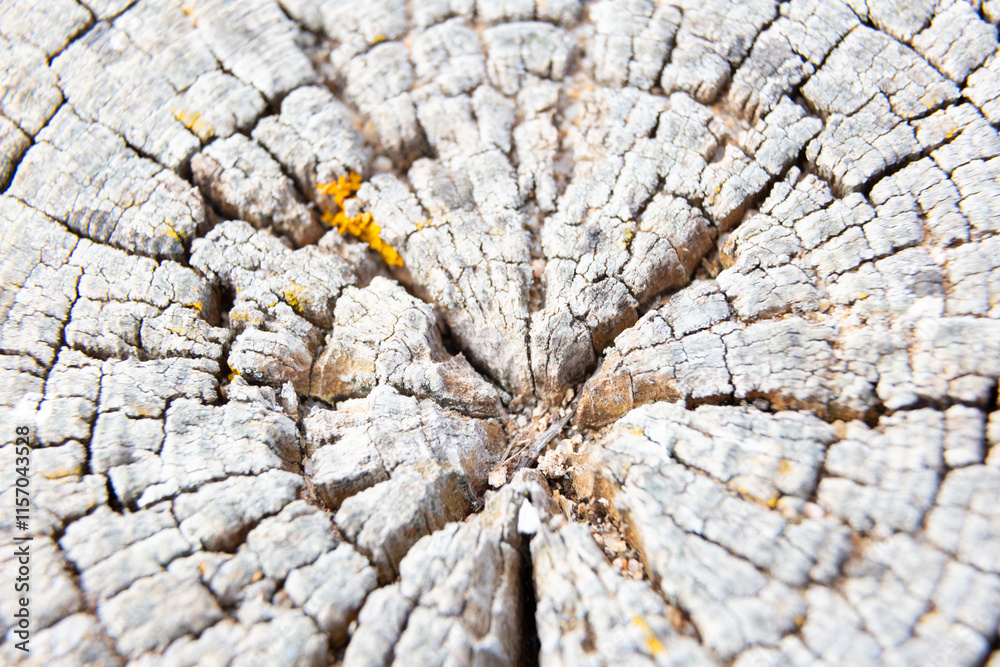 Yellow lichen growing on old tree trunk forming a beautiful pattern