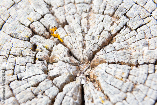 Obraz na płótnie Yellow lichen growing on old tree trunk forming a beautiful pattern w salonie