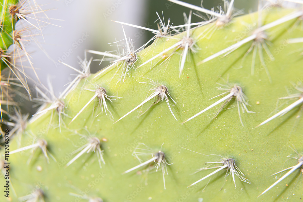 Close up of cactus growing in desert sunlight