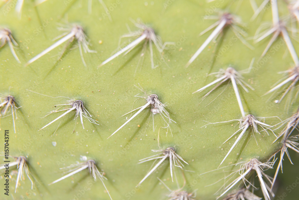 Close up of cactus growing in desert sunlight