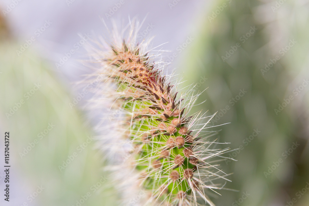 Close up of cactus growing in desert sunlight