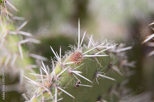 Obraz na płótnie Close up of cactus growing in desert sunlight w salonie