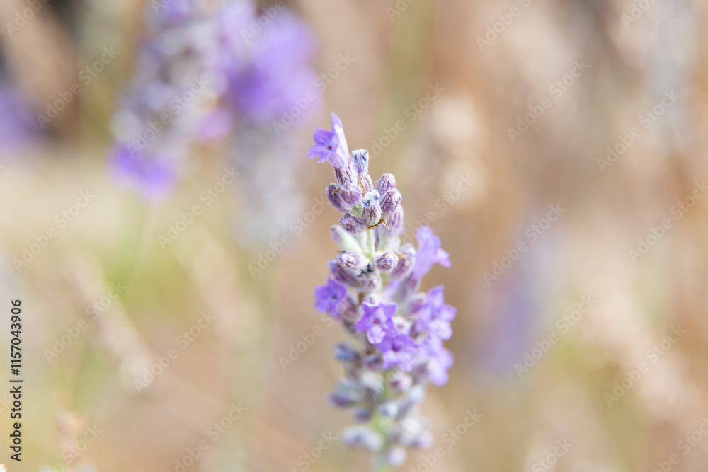 Lavender flowers blooming in a field on a sunny day