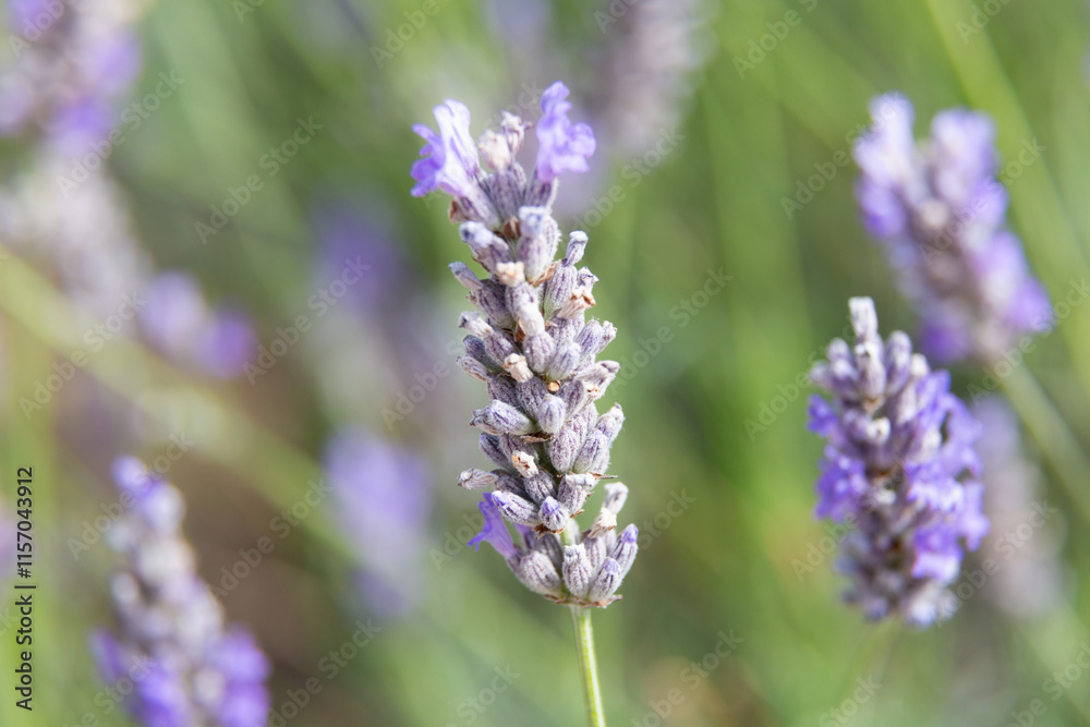 Lavender flowers blooming in a field on a sunny day