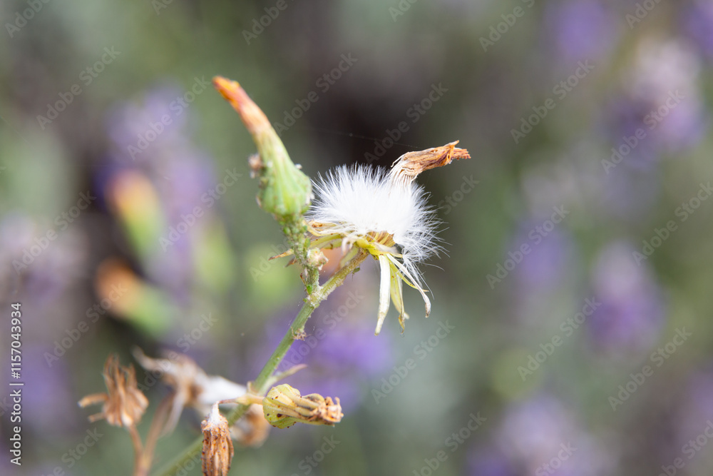 Lavender flowers blooming in a field on a sunny day