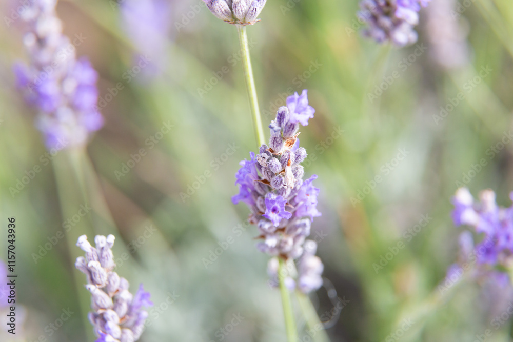 Lavender flowers blooming in a field on a sunny day