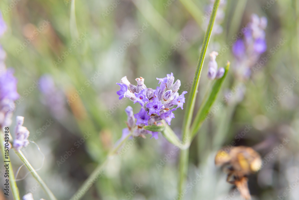 Lavender flowers blooming in a field on a sunny day