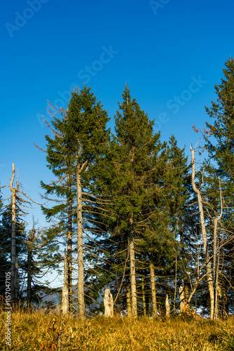 Arbre au paysage de Drumont à Bussang en automne