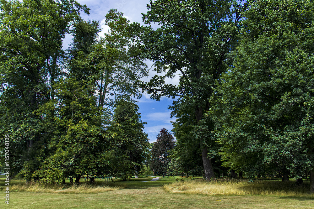 A beautiful green park with manicured green grass and large leafy trees. Park on a sunny day, nature, grass, trees, sky. A beautiful green park with manicured green grass and large leafy trees. Park on a sunny day, nature, grass, trees, sky.