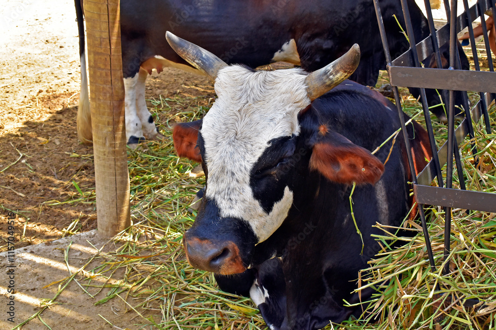mini cow resting on the farm in Rio de Janeiro, Brazil