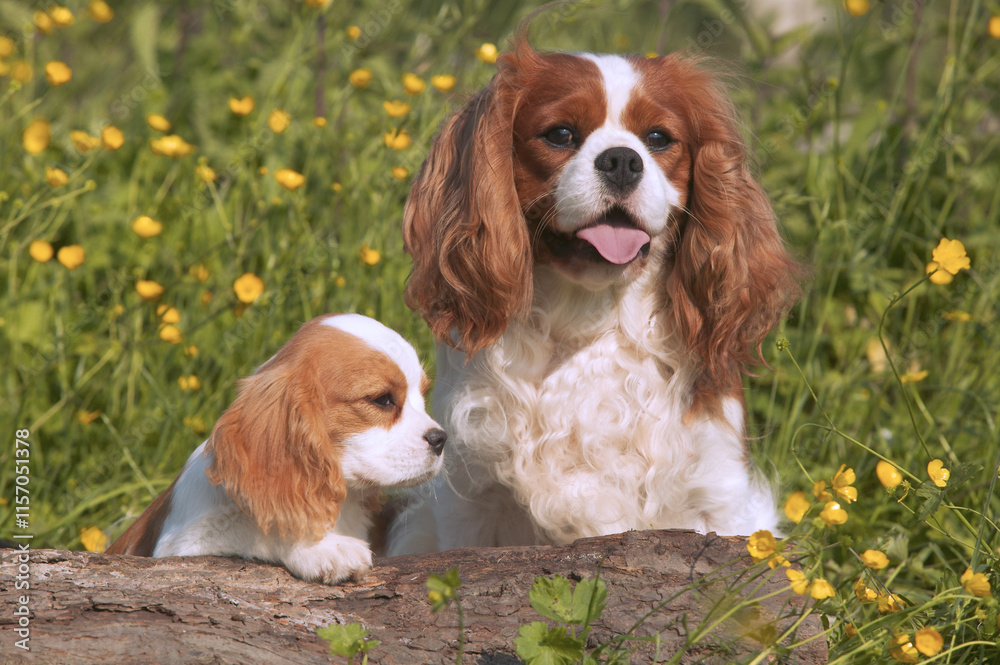 Cavalier King Charles Cavalier King Charles