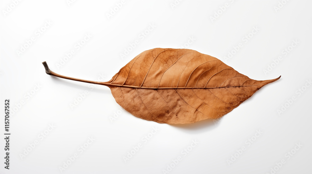 gold maple leaf in autumn on a white background gold maple leaf in autumn on a white background
