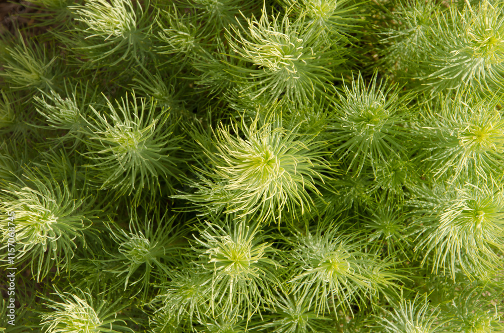 Seedlings of Canary Island pine Pinus canariensis seen from above. Integral Natural Reserve of Inagua. Tejeda. Gran Canaria. Canary Islands. Spain. Seedlings of Canary Island pine Pinus canariensis seen from above. Integral Natural Reserve of Inagua. Tejeda. Gran Canaria. Canary Islands. Spain.