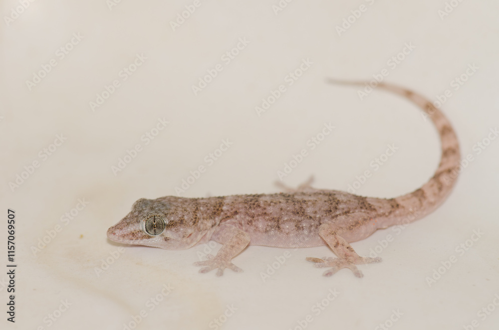 Naklejka premium Boettger's wall gecko Tarentola boettgeri boettgeri. Cruz de Pajonales. Tejeda. Gran Canaria. Canary Islands. Spain.