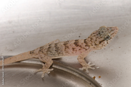 Boettger's wall gecko Tarentola boettgeri boettgeri. Juvenile trapped in a kitchen sink. Cruz de Pajonales. Tejeda. Gran Canaria. Canary Islands. Spain. photo