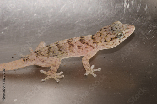 Boettger's wall gecko Tarentola boettgeri boettgeri. Juvenile trapped in a kitchen sink. Cruz de Pajonales. Tejeda. Gran Canaria. Canary Islands. Spain. photo