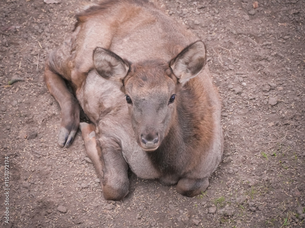 Obraz premium Young female deer calf peacefully resting in a zoo enclosure, showcasing its soft coat and gentle demeanor. Wildlife park sanctuary for endangered species.