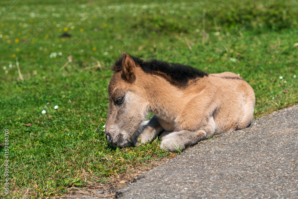 A cute, sleepy newborn Konik pony lies tiredly on the lush green grass, basking in the tranquility of a Dutch national park's serene landscape. A cute, sleepy newborn Konik pony lies tiredly on the lush green grass, basking in the tranquility of a Dutch national park's serene landscape.