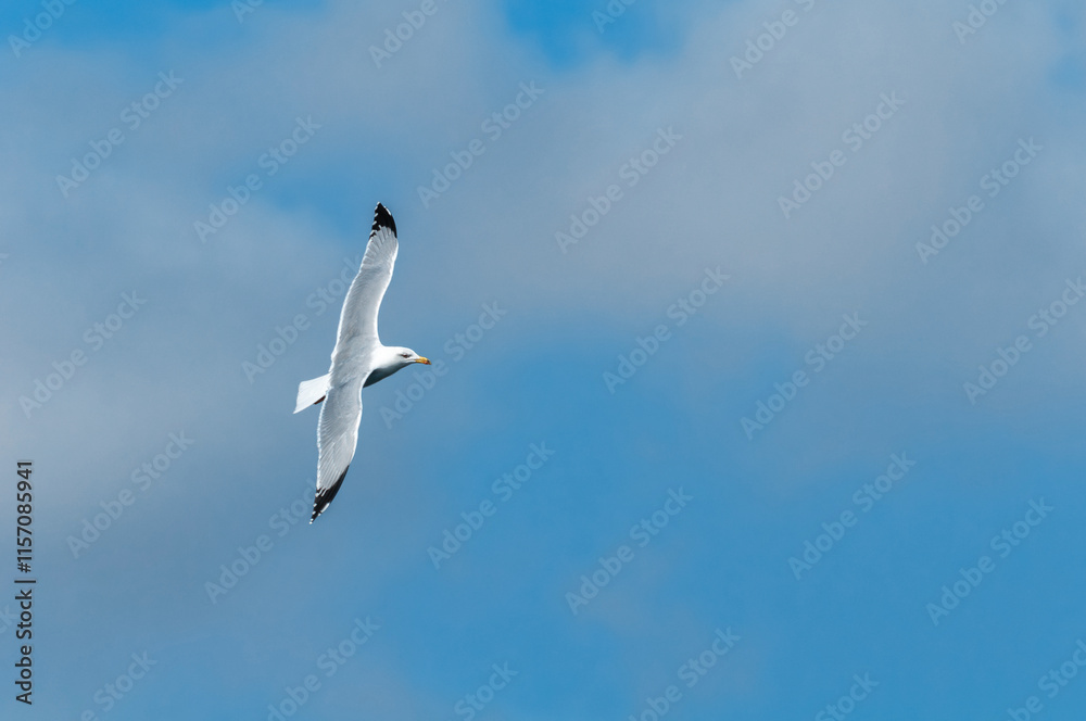 Yellow-legged Gull (Larus michahellis) flying on a turn Yellow-legged Gull (Larus michahellis) flying on a turn
