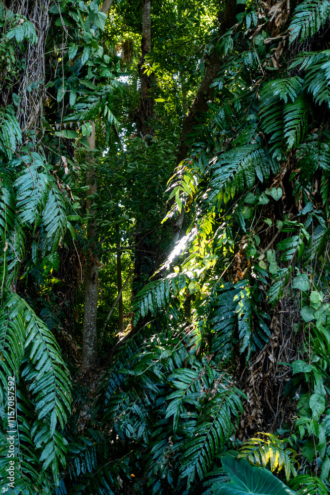 The Chanod or Chanot Tree is a gigantic palm-like tree found at Wat Kham Chanot in Wang Nakhin, believed to be the dwelling of the great Sri Suttho Naga and a significant Buddhist site in the Issan re