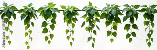 Tropical creeper plants arranged in row against transparent background. Rich green plants with hanging vines, leaves. Ideal for botanical themes nature-inspired designs. Vibrant foliage creates photo