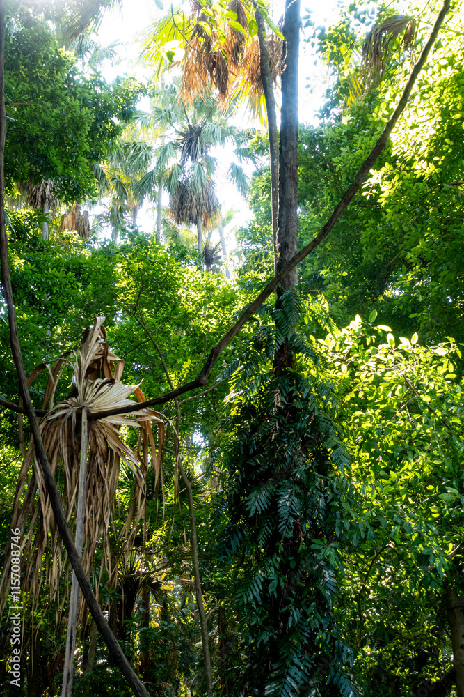 Fototapeta premium The Chanod or Chanot Tree is a gigantic palm-like tree found at Wat Kham Chanot in Wang Nakhin, believed to be the dwelling of the great Sri Suttho Naga and a significant Buddhist site in the Issan re