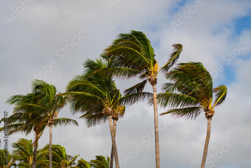 Fototapeta Naklejka Na Ścianę i Meble -  Tropical windy weather with palm tree. Storm wind. Exotic nature. Palm tree on windy weather. Hurricane in Miami south beach, Florida. Palm tree in hurricane weather. Tropical beach in Miami
