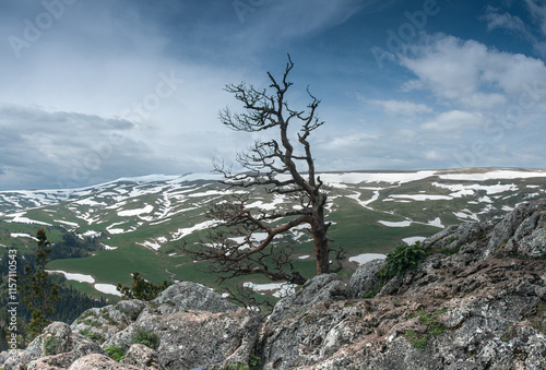  A lonely tree on the top of a mountain.  View of the Lago Naki plateau from the mountain peaks of the Caucasus Mountains, Krasnodar Krai, Republic of Adygea. photo