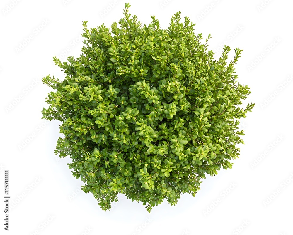 Obraz premium Aerial shot of a green bush with fine details and rich textures, isolated on a clean white background.