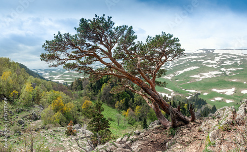  A lonely tree on the top of a mountain.  View of the Lago Naki plateau from the mountain peaks of the Caucasus Mountains, Krasnodar Krai, Republic of Adygea.