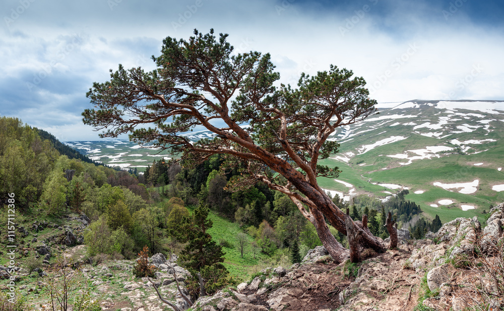 A lonely tree on the top of a mountain. View of the Lago Naki plateau from the mountain peaks of the Caucasus Mountains, Krasnodar Krai, Republic of Adygea. A lonely tree on the top of a mountain. View of the Lago Naki plateau from the mountain peaks of the Caucasus Mountains, Krasnodar Krai, Republic of Adygea.